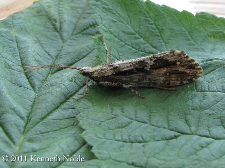 giant caddisfly ex IMG_4239 _800_.JPG